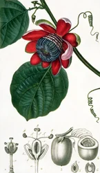 Une fleur de la passion de Leçons de Flore